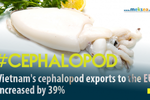 Vietnam's cephalopod exports to the EU increased by 39%-02