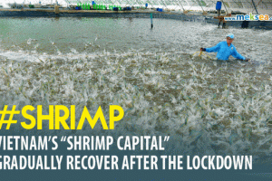 vietnam’s shrimp capital gradually recover after the lockdown