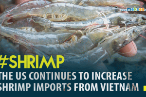 THE US CONTINUES TO INCREASE SHRIMP IMPORTS FROM VIETNAM