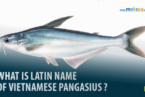 What is latin name of vietnamese pangasius