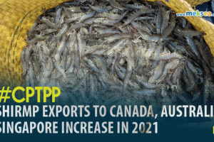 Shirmp exports to Canada, Australia, Singapore increase in 2021