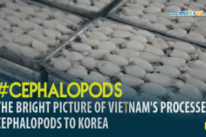 The bright picture of Vietnam's processed cephalopods to Korea