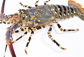 Lobster
