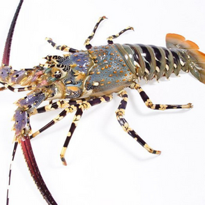 Lobster