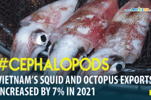 vietnam's squid and octopus exports increase by 7% in 2021