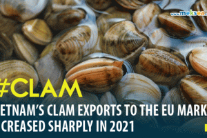 Despite the context of Covid-19, Vietnam’s clam exports to the EU market increased sharply in 2021