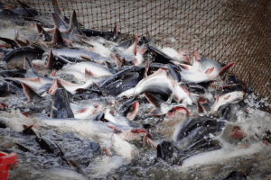 Pangasius prices soaring to record high (2)