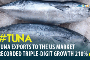 Tuna exports to the US market recorded triple-digit growth