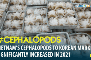 VIETNAM’S SQUID AND OCTOPUS TO KOREAN MARKET SIGNIFICANTLY INCREASED IN 2021 01