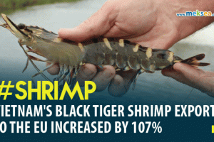 Vietnam's black tiger shrimp exports to the EU increased by 107%