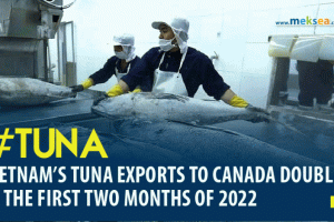 Vietnam’s tuna exports to Canada doubled in the first two months of 2022 01