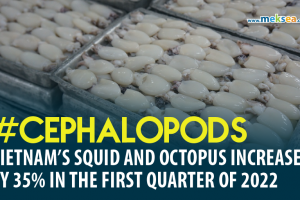 VIETNAM’S SQUID AND OCTOPUS INCREASED BY 35% IN THE FIRST QUARTER OF 2022-03