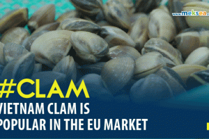 Vietnam clam is popular in the EU market