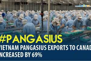 Vietnam's pangasius exports to Canada increased by 69% 1