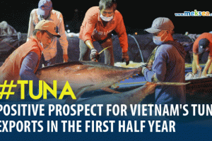 Positive prospect for Vietnam's tuna exports in the first half year