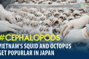 Vietnam's squid and octopus get popurlar in Japan