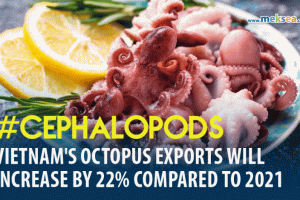 It's forecast that Vietnam's squid and octopus exports will increase by 22% compared to 2021