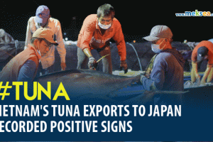 vietnam's tuna exports to japan recorded positive signs