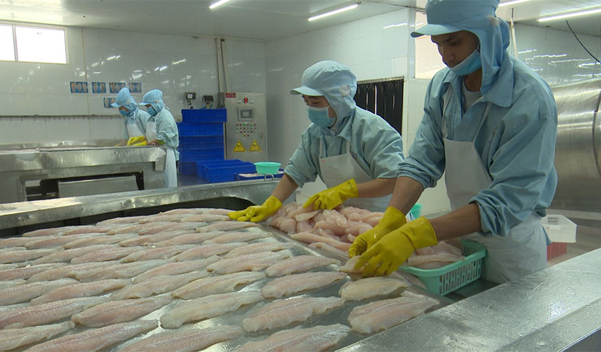 ASEAN is one of the potental market of Vietnam's pangasius