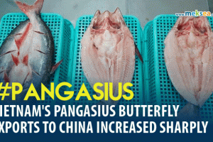Vietnam's pangasius butterfly exports to China increased sharply
