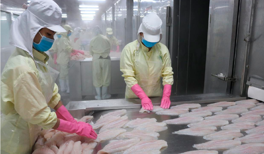 Vietnam’s pangasius conquered more than 140 markets worldwide in 2022 01-47