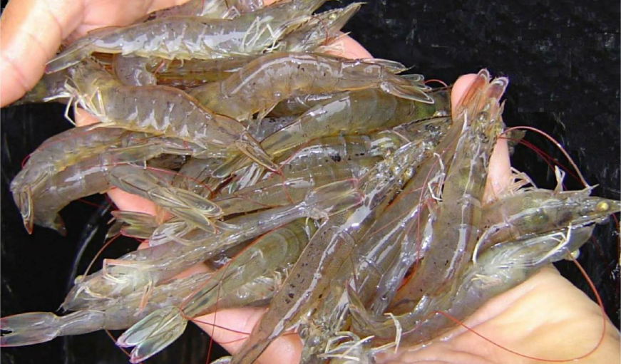 Positive signs for Vietnam’s shrimp exports to the US market-46