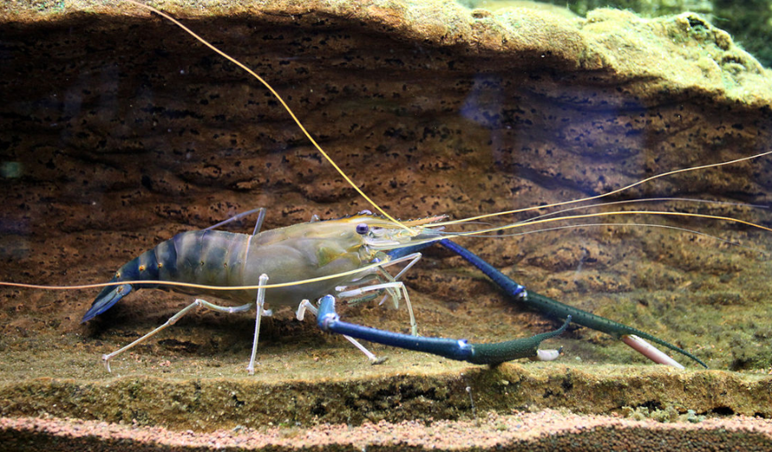 latin name of Freshwater Shrimp (Scampi)