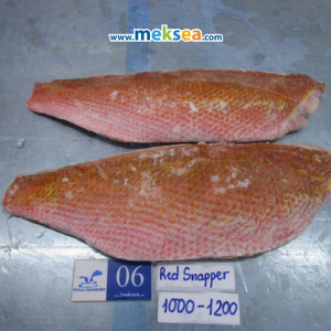 Latin name of snapper