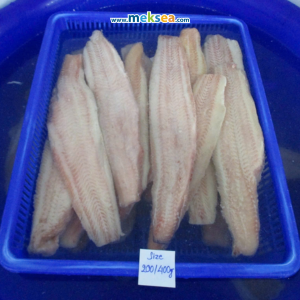 pangasius export