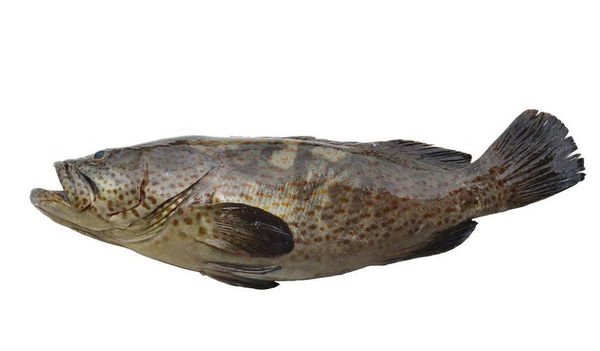 grouper