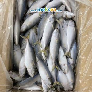  Indian Mackerel