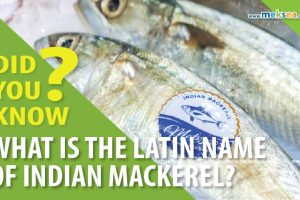 WHAT IS THE LATIN NAME OF INDIAN MACKEREL?