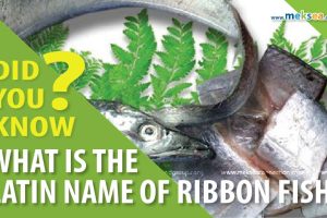 RIBBON FISH?