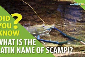 Scampi