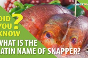 LATIN NAME OF SNAPPER?