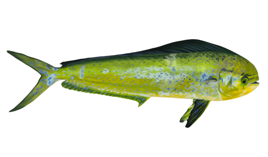 latin name of mahi mahi