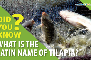 latin name of tilapia