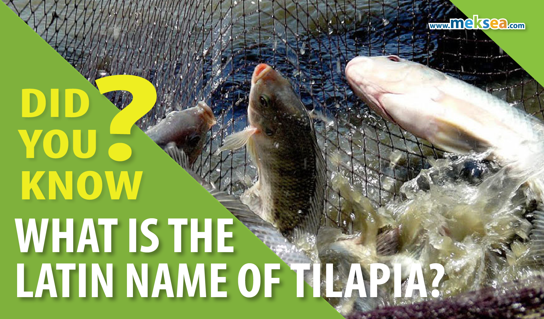 latin name of tilapia