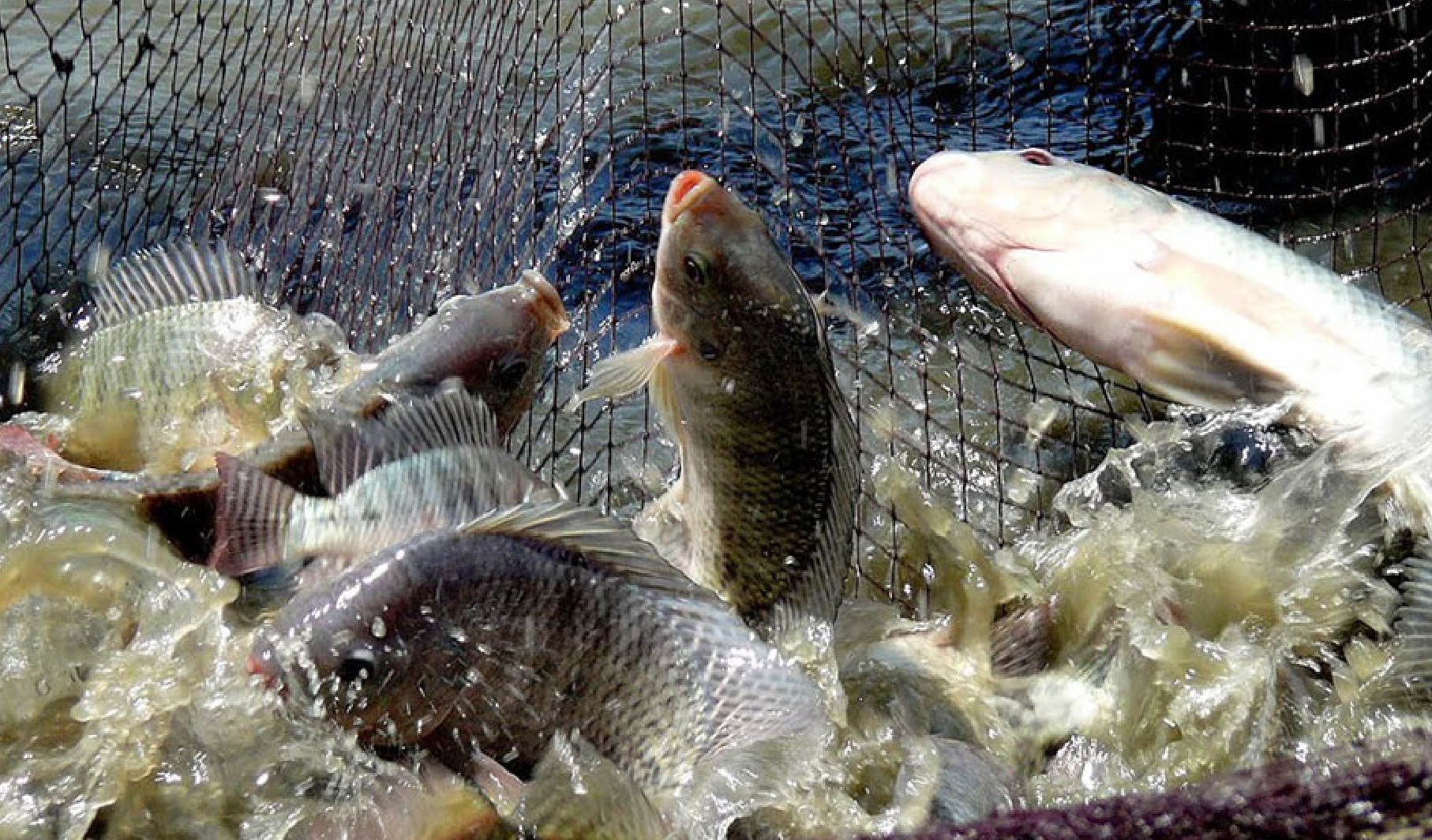 latin name of tilapia