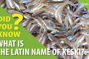 What is the Latin name of Keski?