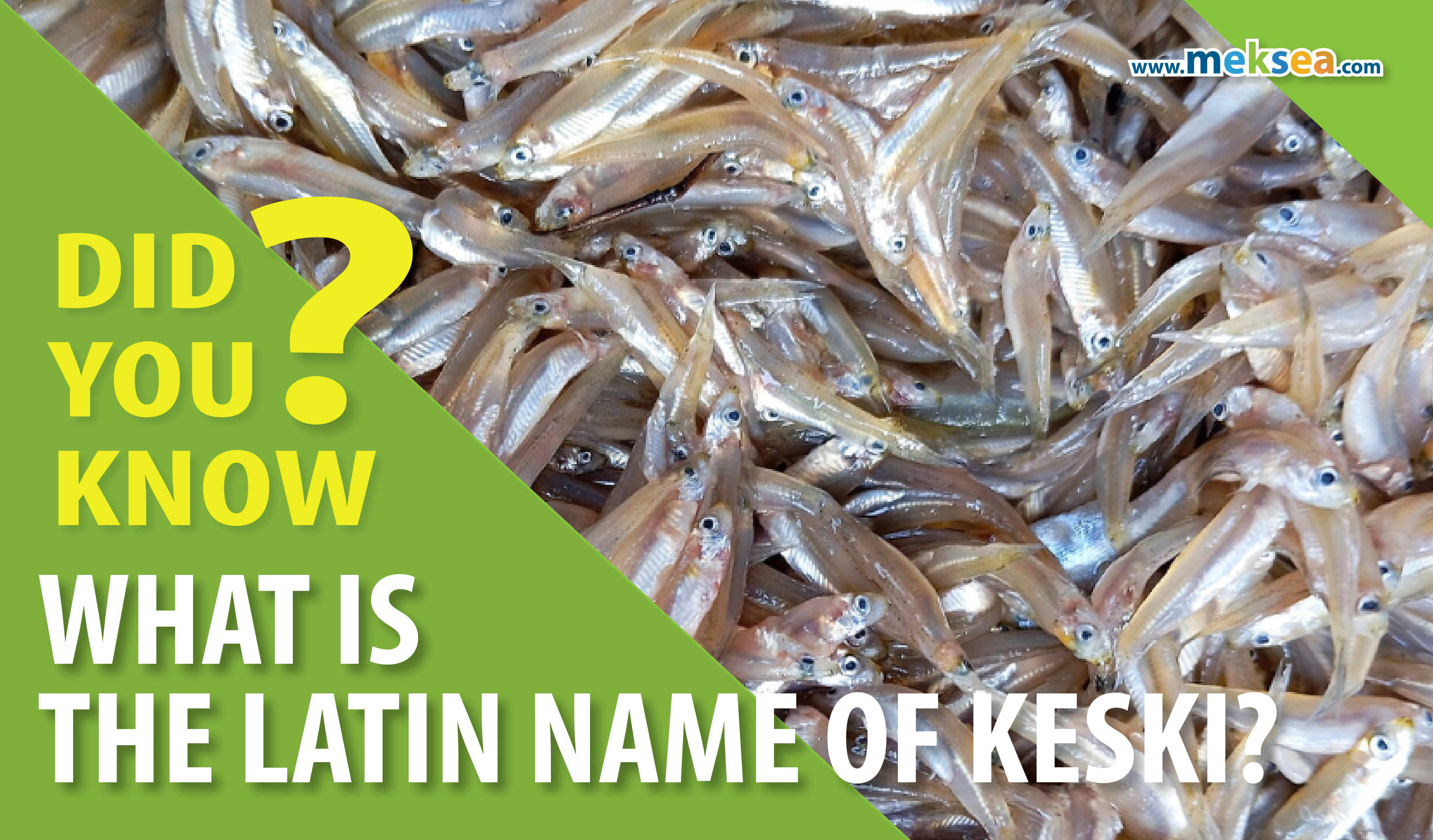 What is the Latin name of Keski?