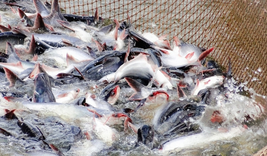 Pangasius Export