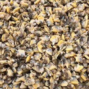 COOKED YELLOW CLAM MEAT