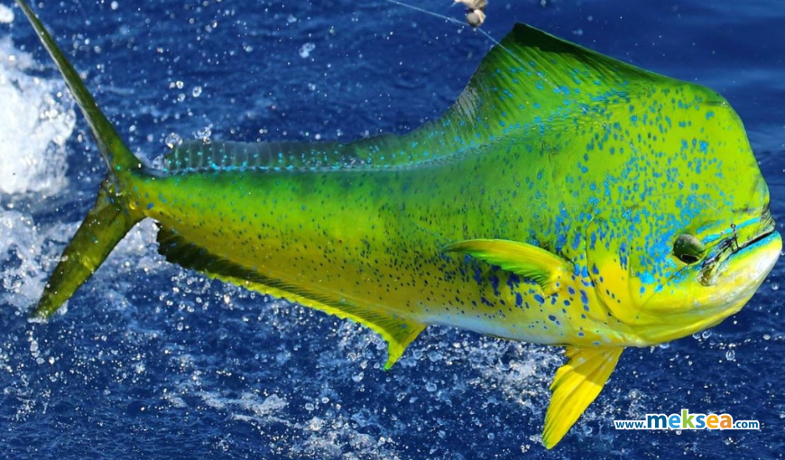 Mahi Mahi - The name for strong power