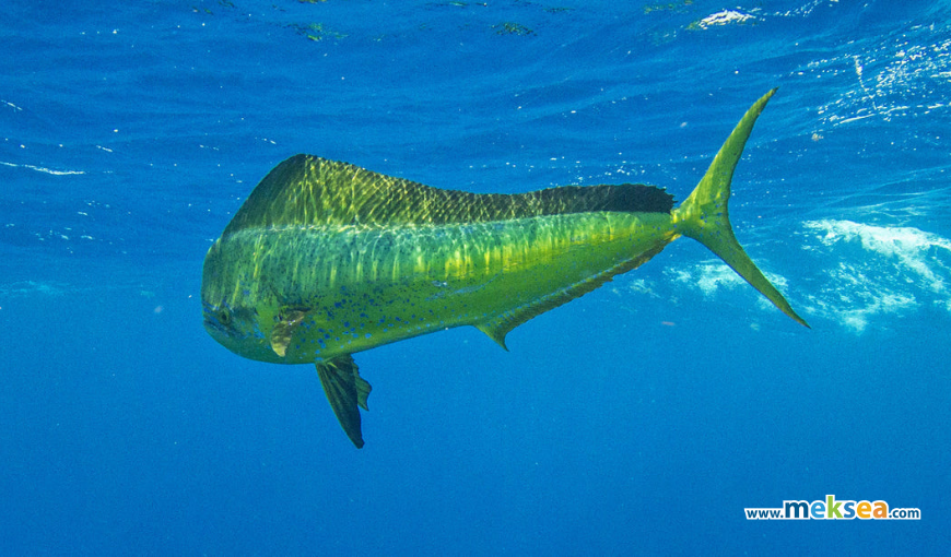 About Mahi Mahi