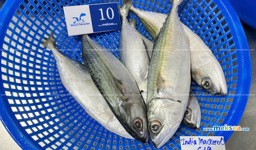 Mackerel - The fish is rich in Omega - 3