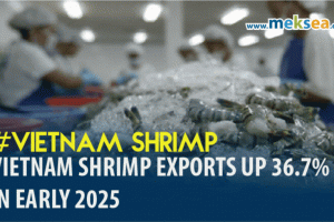 Vietnam shrimp exports up 36.7% in early 2025