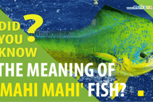 Did you know the meaning of 'Mahi Mahi' fish?