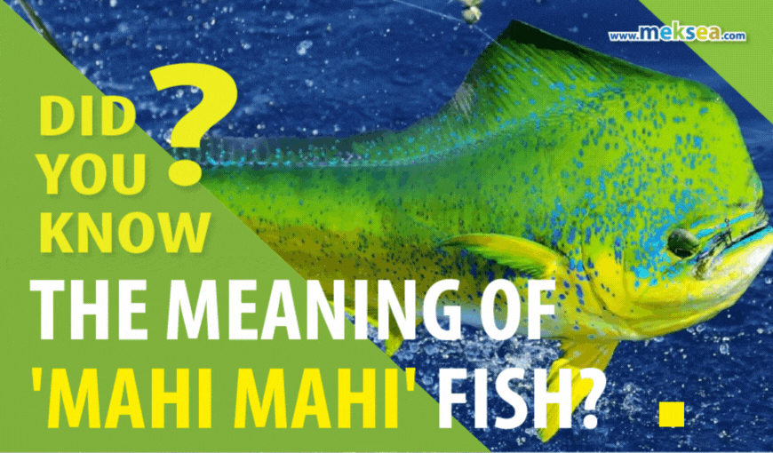 Did you know the meaning of 'Mahi Mahi' fish?