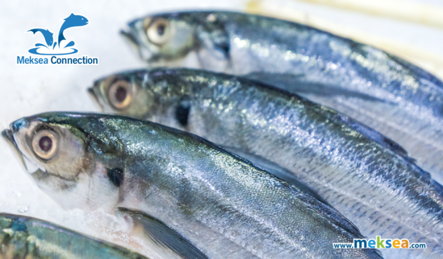 Mackerel - The fish is rich in Omega - 3